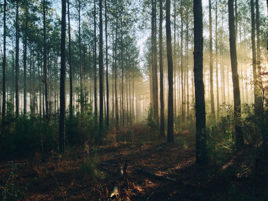 Pădure, foto cu rol ilustrativ: unsplash/  Steven Kamenar