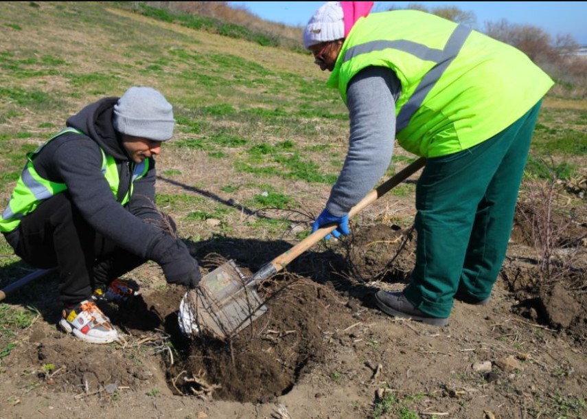 Plantări, Sursa foto: Primăria Municipiului Constanța 