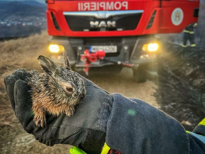 Iepuraș salvat de un pompier din calea flăcărilor. foto: IGSU