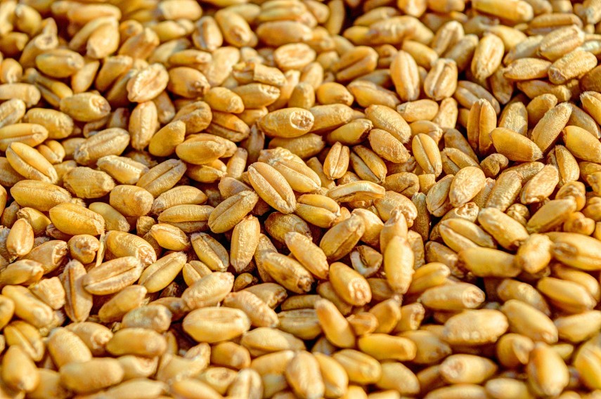 Ucraina este un mare producător şi exportator mondial de cereale şi uleiuri vegetale Foto Pixabay