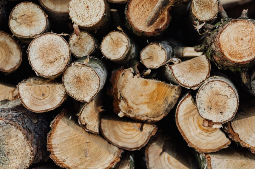 Tăieri ilegale de arbori, sursa: pexels 