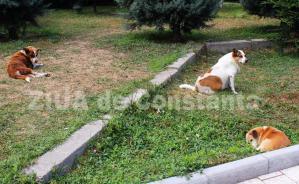 Confort Urban gestionează strângerea câinilor din Constanța. Nu se vede dar în schimb încasează 550.000 lei de pe an pentru această activitate (DOCUMENTE)