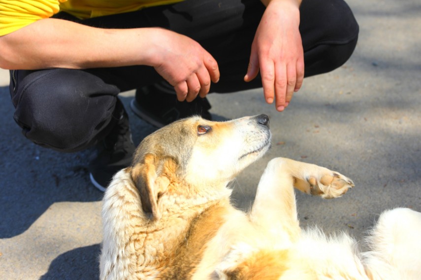 Animal de companie Sursa foto Primăria Constanța