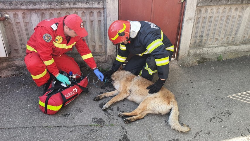 Cățel salvat din incendiu. ISU B-IF