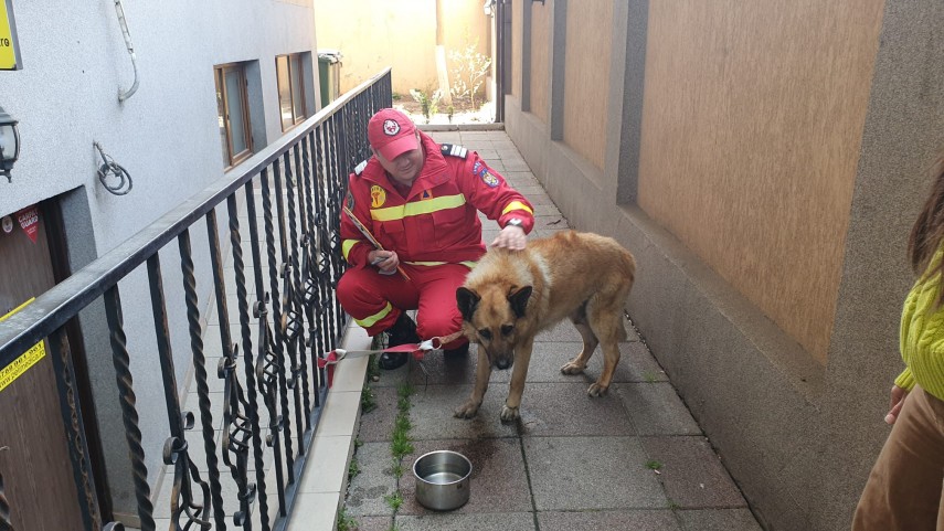 Cățel salvat din incendiu. Foto: ISU BIF