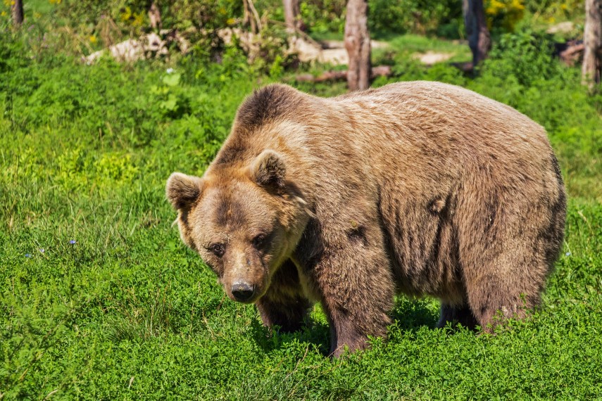 Urs în pădure Foto Pixabay