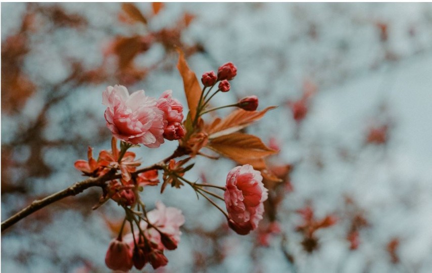 Sărbătoarea Floriilor, foto: pexels 