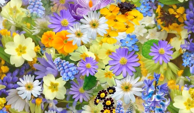 Mesaje Florii Foto Pixabay