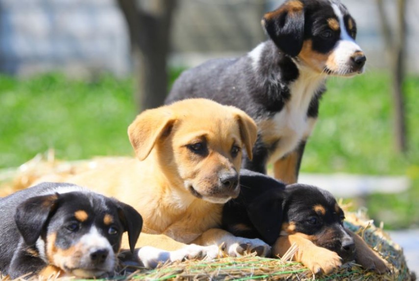 Adopție de câini, foto: Primăria Constanța 
