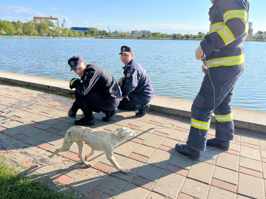 Cățel salvat din lacul Ciuperca, Tulcea. Foto: ISU Delta Tulcea