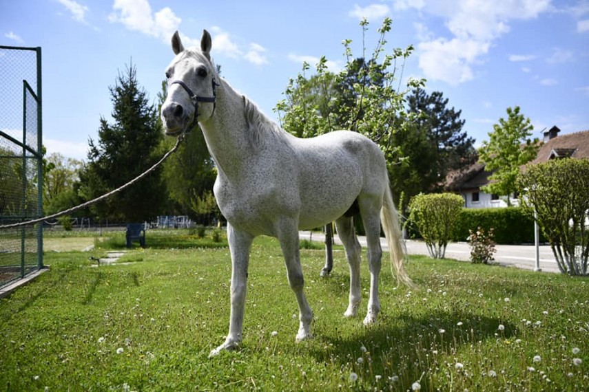 Șarlatan, calul oferit pentru adopție Foto Facebook/ Jandarmeria Română