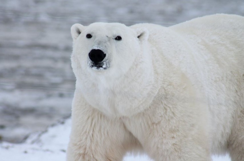 Urs polar, foto: Pexels 