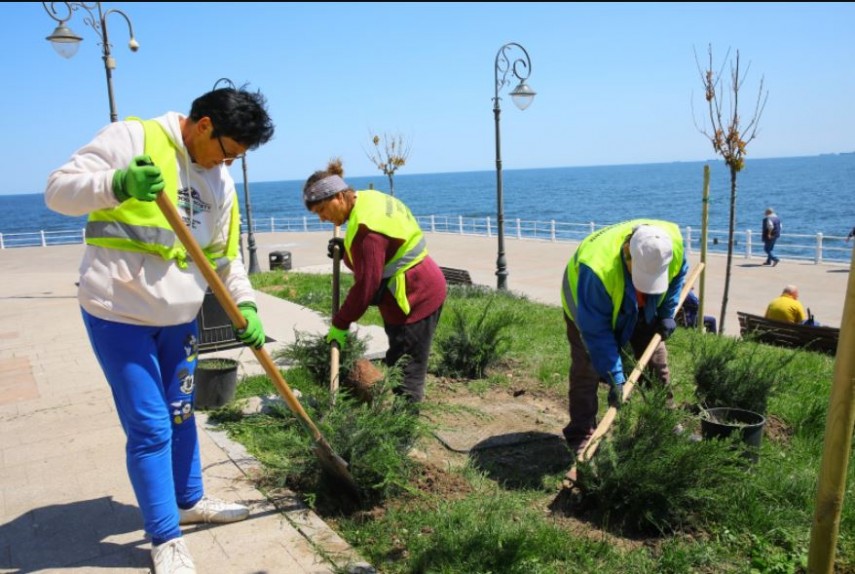 Continuă plantările de primăvară, foto: Primăria Constanța 