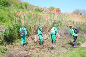 Se igienizează spațiile verzi din municipiul Constanța