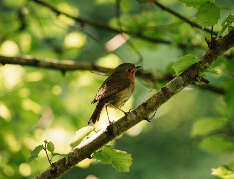 Ziua Păsărilor și Arborilor, foto: Pexels 