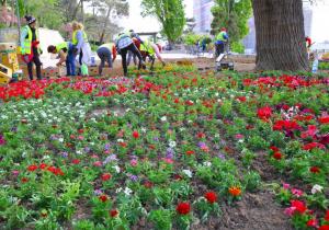 Constanța. Continuă acțiunile de plantare, pe faleza Cazinoului