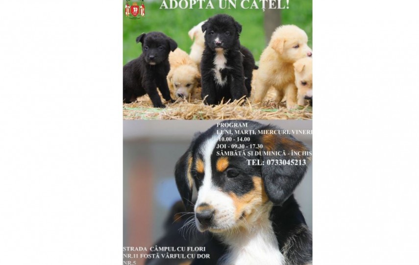 Adoptă un cățel!, foto: Primăria Constanța 