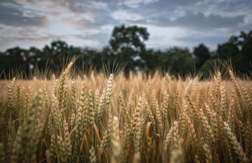 Plantarea grâului modificat genetic, foto: Pexels 