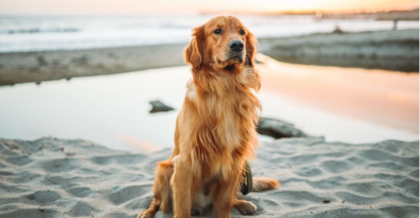 Câine, sursa foto:unsplash/ Justin Aikin