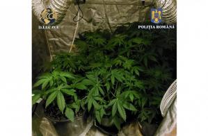 Percheziții la persoane suspectate de trafic de droguri. Ce au găsit anchetatorii în locuințele suspecților (GALERIE FOTO)