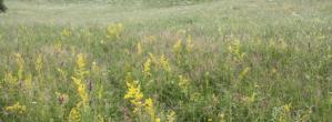 211 arii speciale de conservare, incluse in reteana Natura 2000 prin Hotarare de Guvern
