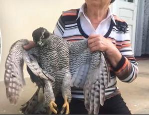 Doi pensionari au omorât un uliu și au pus pozele pe Facebook \