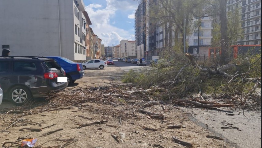 Copaci căzuți. Foto cu rol ilustrativ: ZIUA de Constanta