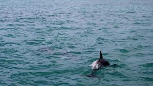 Dezastrul provocat de exploziile din Marea Neagră. Delfinii ajung pe țărmurile României și Bulgariei cu arsuri și înfometați 