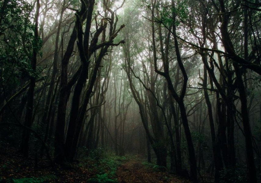 Imagine dintr-o pădure, foto: Pexels 