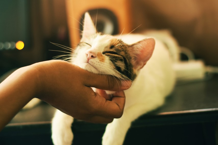 Ziua îmbrățișării pisicii, foto: unsplash/ Yerlin Matu