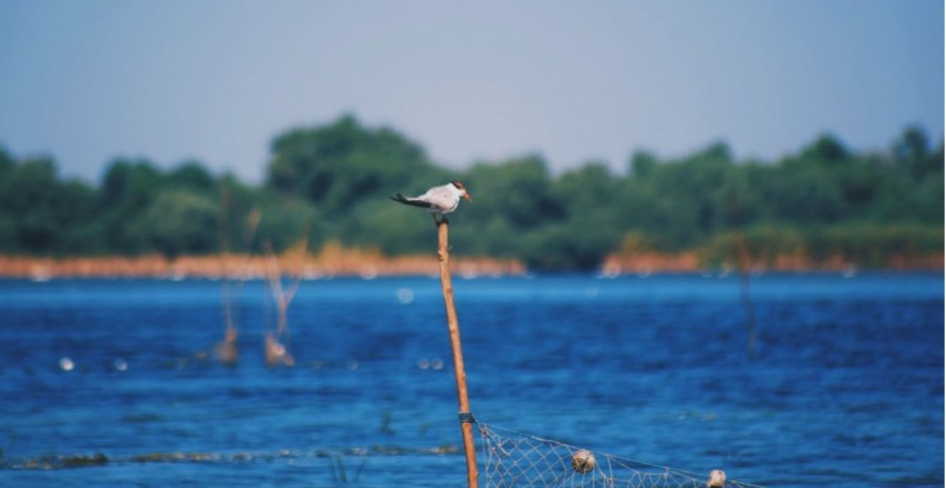 Dunăre, foto: unsplash.com/ Stefan Cosma