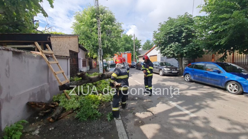 copac vechi de 100 de ani cazut pe o locuinta de pe strada baba novac din constanta galerie foto video