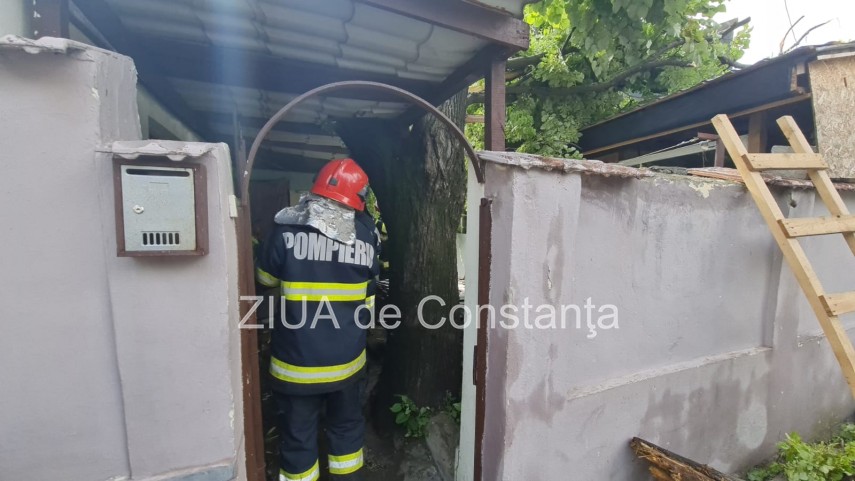 copac vechi de 100 de ani cazut pe o locuinta de pe strada baba novac din constanta galerie foto video