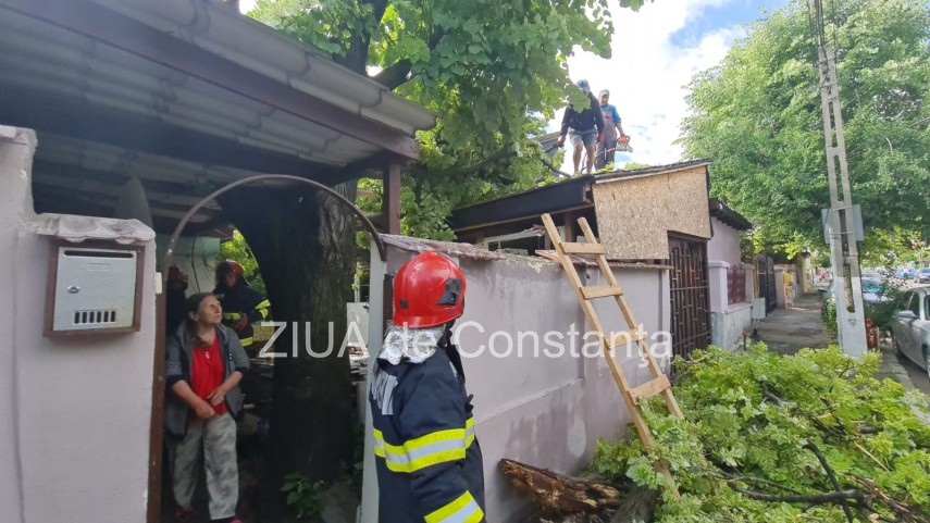 copac vechi de 100 de ani cazut pe o locuinta de pe strada baba novac din constanta galerie foto video
