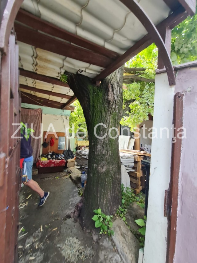 copac vechi de 100 de ani cazut pe o locuinta de pe strada baba novac din constanta galerie foto video