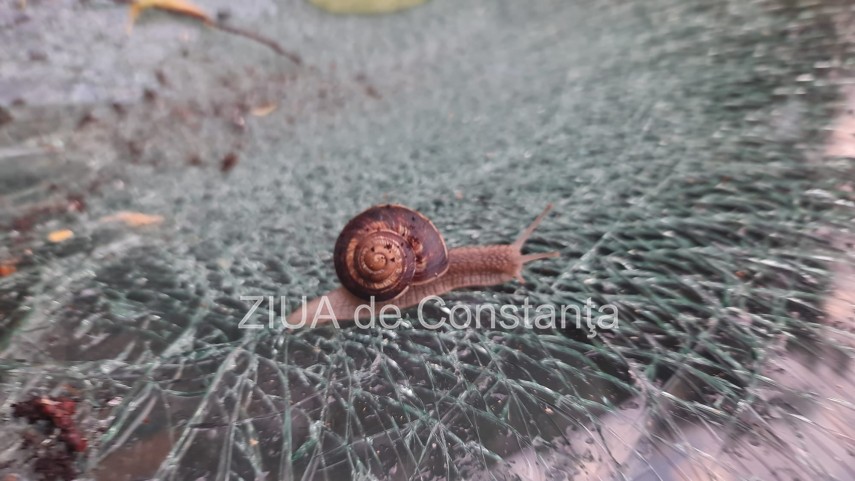 imaginea zilei cel mai puternic melc unde a fost surprins melcul dupa furtuna violenta de noaptea trecuta