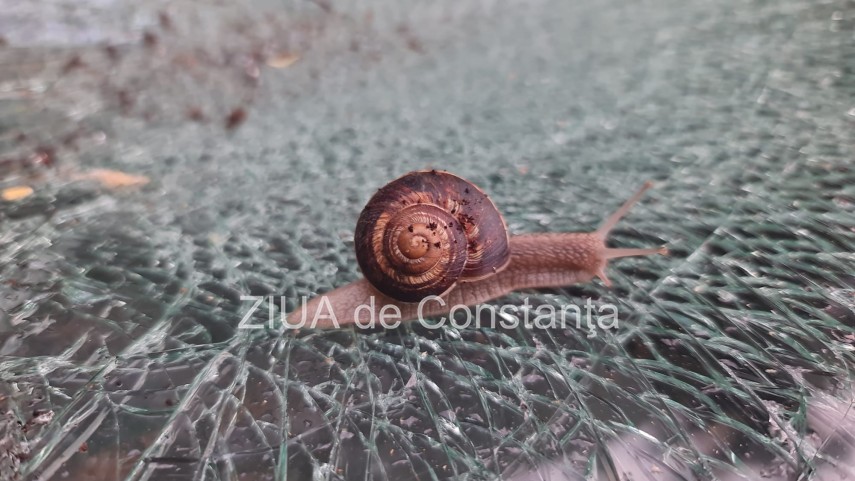 imaginea zilei cel mai puternic melc unde a fost surprins melcul dupa furtuna violenta de noaptea trecuta
