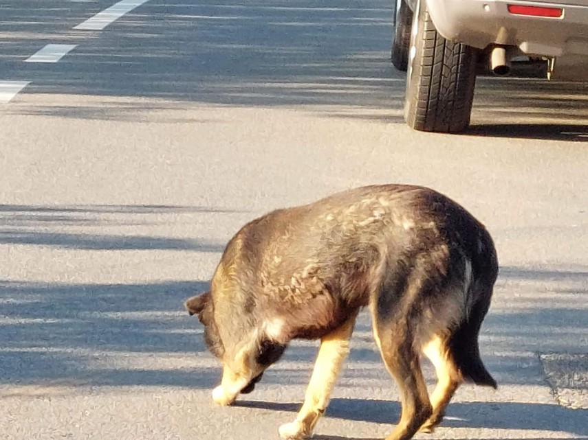 Bărbat amendat, sursa: Facebook/ Protectia Animalelor CJ Ilfov