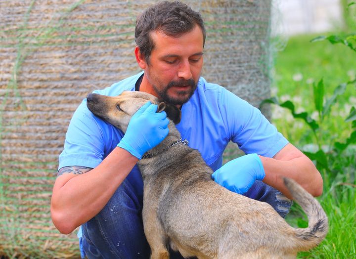 Cățel. Foto: facebook/Adăpostul de animale abandonate Constanța