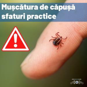 Sfaturi practice în caz de mușcătură de căpușă