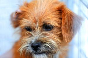 Ciufi își caută familie! Persoanele interesate pot veni la adăpostul din Constanța (FOTO)