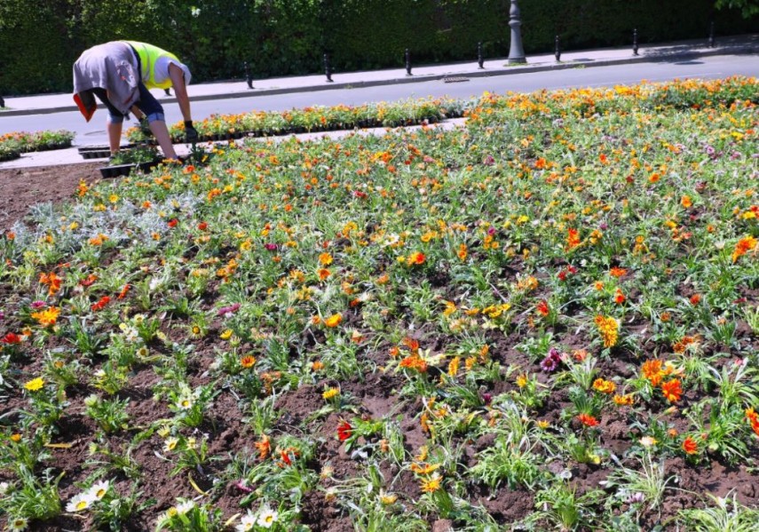 Plantări, foto: PMC 