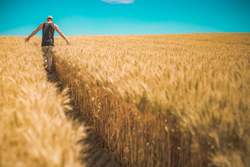 Agricultură. Sursă foto: Pixabay/Pexels