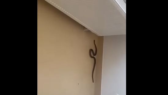 Invazie de șerpi sursa foto -captură video Facebook