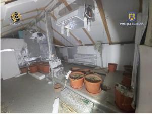 Constanța Cultură indoor de cannabis, descoperită de polițiști. Trei persoane au fost reținute (GALERIE FOTO)