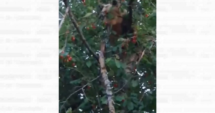 Urs în cireș, foto: captura Youtube/ Monitorul De Vrancea