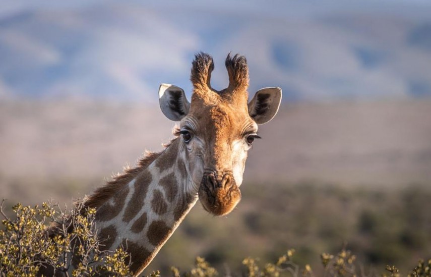 Girafa, foto: Pexels 