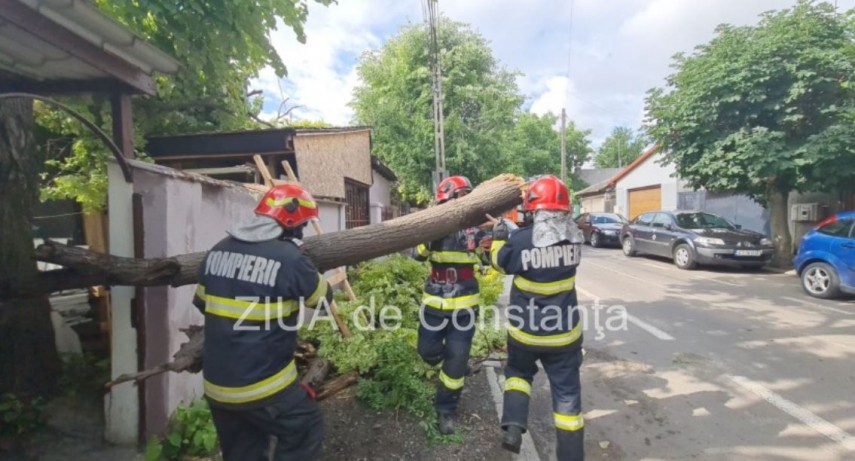 Copac cazut peste 3 masini parcate! In ce zona a Constantei s-a intamplat  