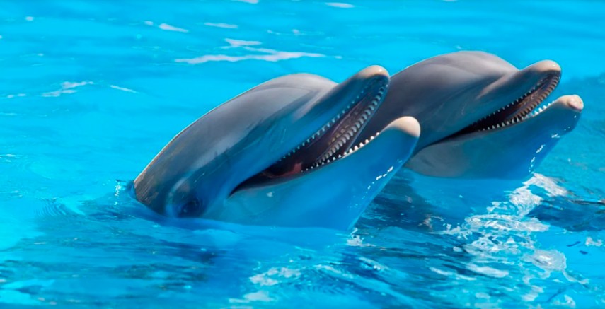 Delfini . foto: pixabay