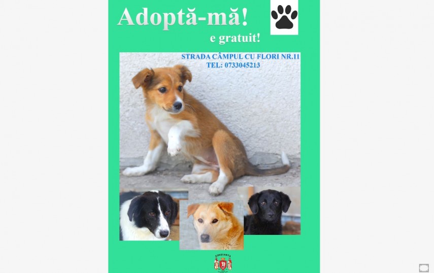 Anunț despre adopție, foto: PMC 